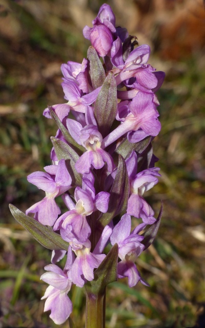 Dactylorhiza romana in una splendida variabilit - provincia di Caserta marzo 2019